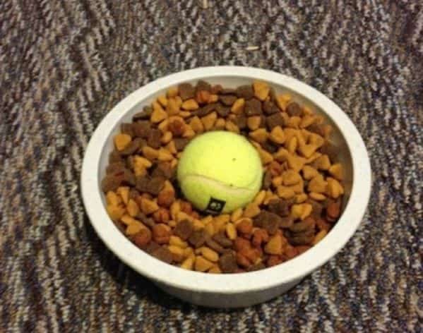 Mettez une balle dans gamelle chien pour qu'il mange plus doucement