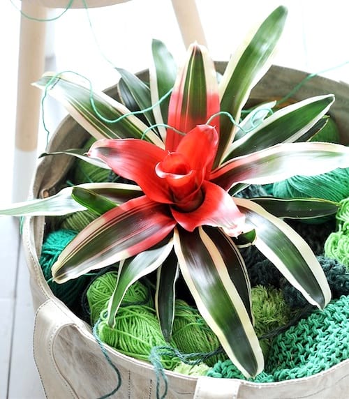 la neoregelia plante qui aime l'ombre