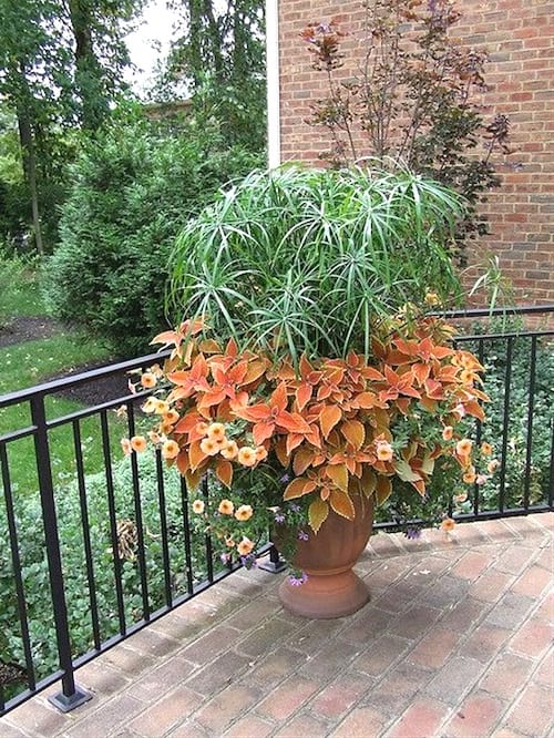 papyrus parapluie plante qui aime l'ombre