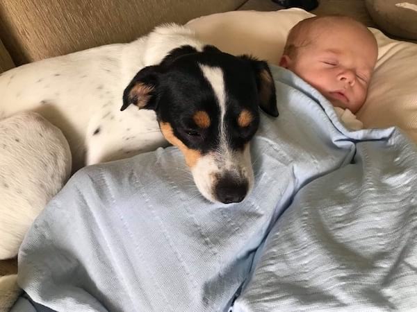 Petit chien noir et blanc qui dort le museau contre un bébé