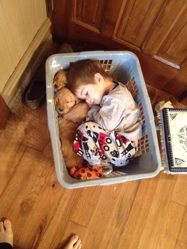 Petit homme qui dort dans un panier avec des chiots