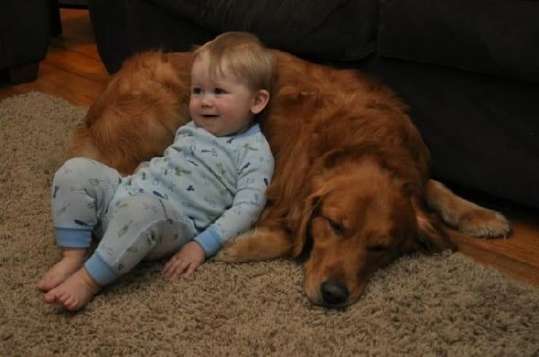 Petit enfant qui est allongé sur un gros chien