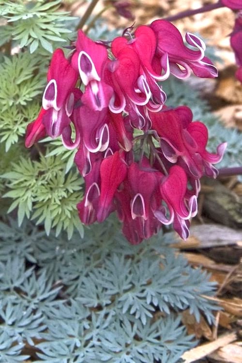 coeur de Marie plante qui aime l'ombre