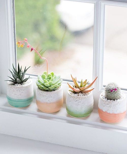 cactus dans des petits verres colorés