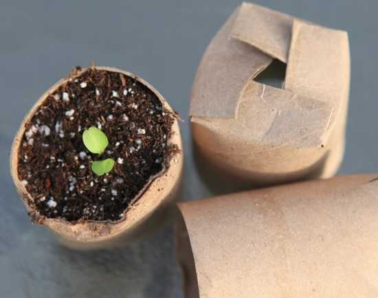 grow seedlings in toilet paper rolls