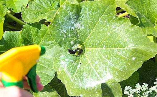 Pulvérisez une solution au lait de vache pour traiter les feuilles atteintes de l'oïdium.