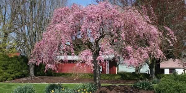 Est-ce que l'on peut utiliser le sulfate de magnésium sur les arbres ?