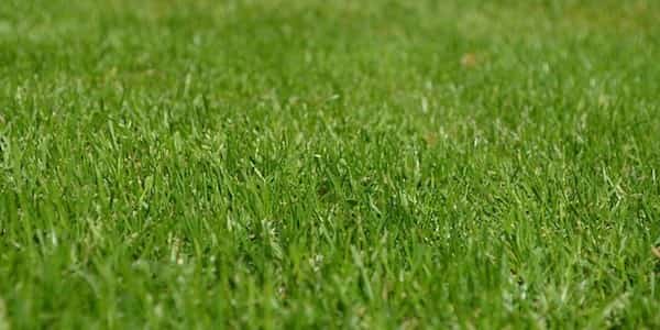 Comment faire pour avoir un gazon plus vert avec le sulfate de magnésium ?