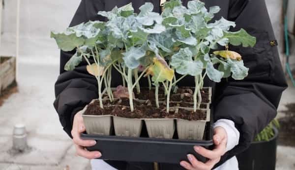 Est-ce que l'on peut utiliser le sulfate de magnésium pour les premières plantations ?