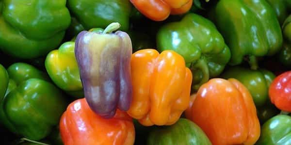 Est-ce que le sulfate de magnésium est bénéfique aux poivrons ?