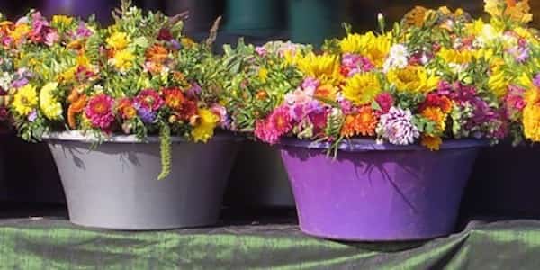 Comment utiliser le sulfate de magnésium pour les plantes en pots ?