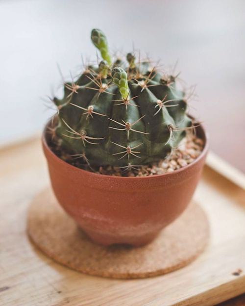 À quelle fréquence doit-on arroser les plantes grasses ? Suivez le guide d'arrosage FACILE.