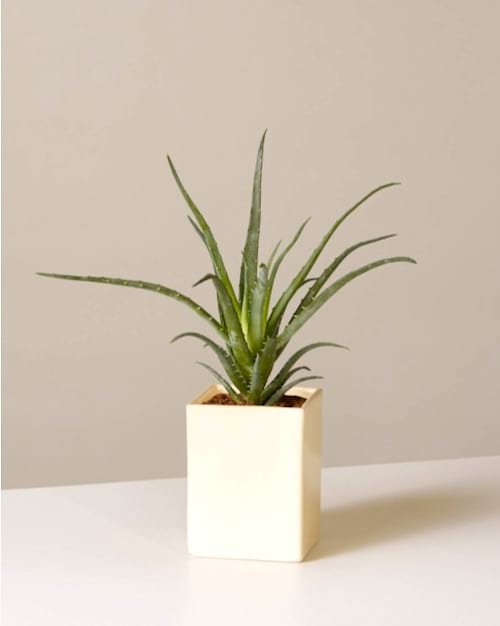 À quelle fréquence doit-on arroser les aloès ? Suivez le guide d'arrosage FACILE.