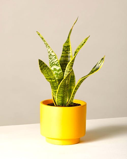 À quelle fréquence doit-on arroser les sansevierias? Suivez le guide d'arrosage FACILE.