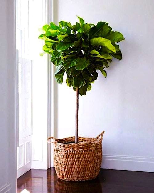 À quelle fréquence doit-on arroser xxx ? Suivez le guide d'arrosage FACILE.