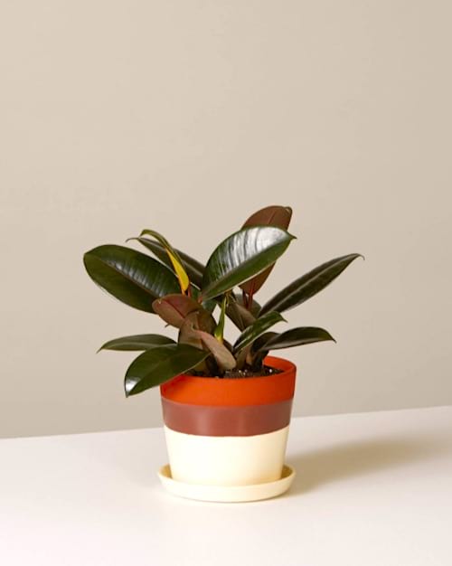 À quelle fréquence doit-on arroser le ficus caoutchouc ? Suivez le guide d'arrosage FACILE.