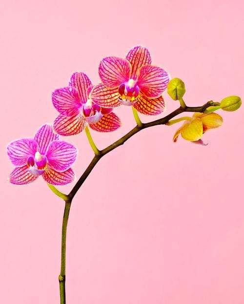 À quelle fréquence doit-on arroser les orchidées Phalaenopsis ? Suivez le guide d'arrosage FACILE.