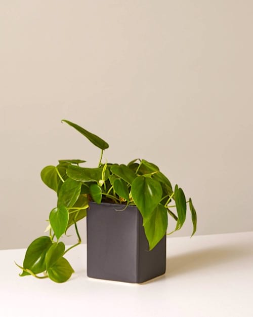 À quelle fréquence doit-on arroser les philodendrons ? Suivez le guide d'arrosage FACILE.