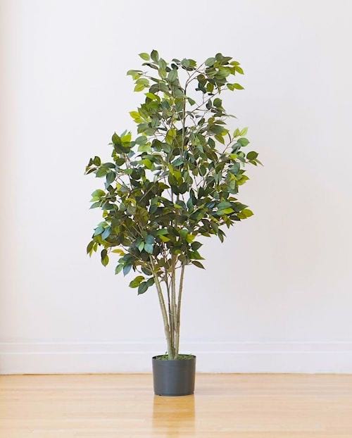 À quelle fréquence doit-on arroser les ficus ? Suivez le guide d'arrosage FACILE.