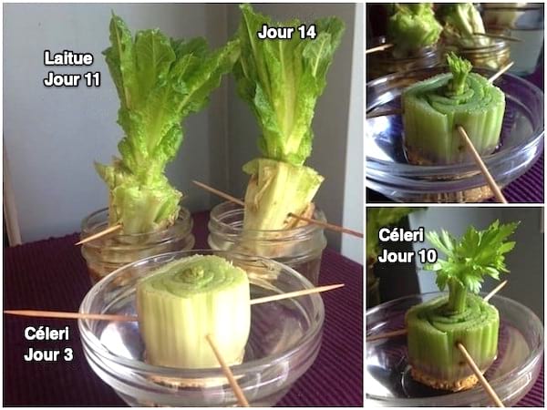 comment faire pousser de la laitue et le céleri dans de l'eau