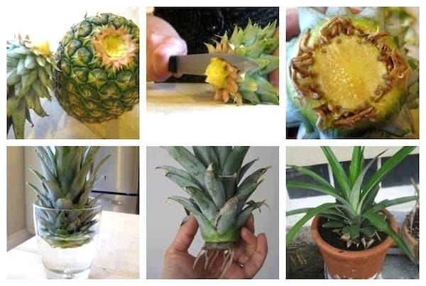 comment faire repousse un ananas