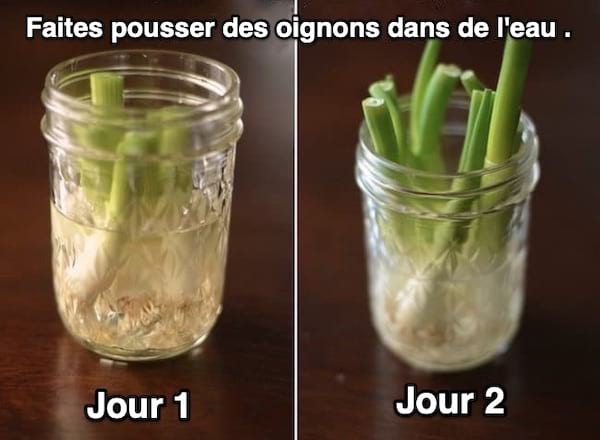 comment faire pousser des oignons facilement