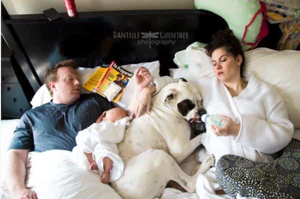 les parents endormis donnent le biberon au chien à la place du bébé