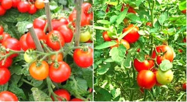 comment choisir la bonne espèce de tomate
