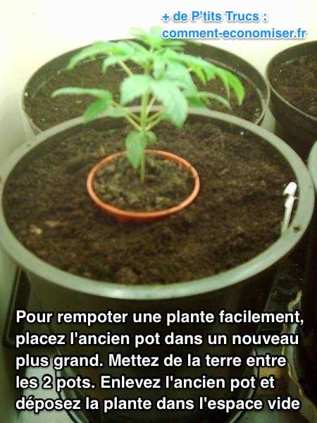 Comment rempoter une plante facilement
