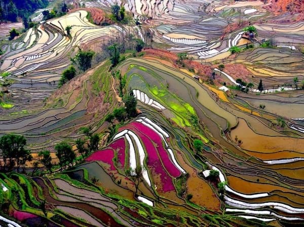 Magnifique rizières avec pleins de couleurs en Chine