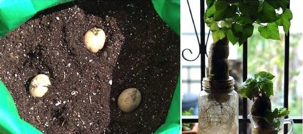 comment réutiliser des pommes de terre germées