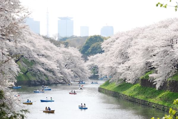 Jardin japonais pendant la saison des cerisier avec un lac et des personnes en bâteau