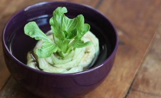 faire repousser du chou chinois