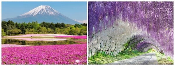 Deux images montrant le mont Fuji et le hitsujiyama pendant la saison des cerisier