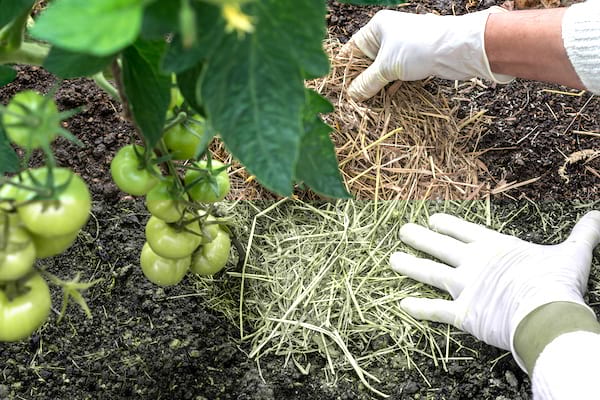 paillez les pieds de tomates