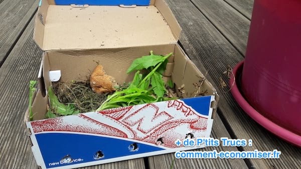 un piège fait avec une boite pour attraper les perce oreilles