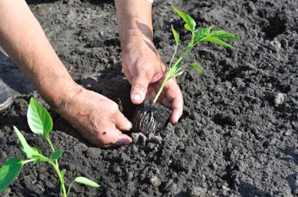 planter les tomates pour qu'elles poussent bien