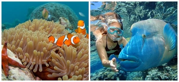 Plonger dans les couleurs incroyables de la Grande Barrière de Corail en Australie