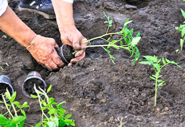 comment bien planter les tomates