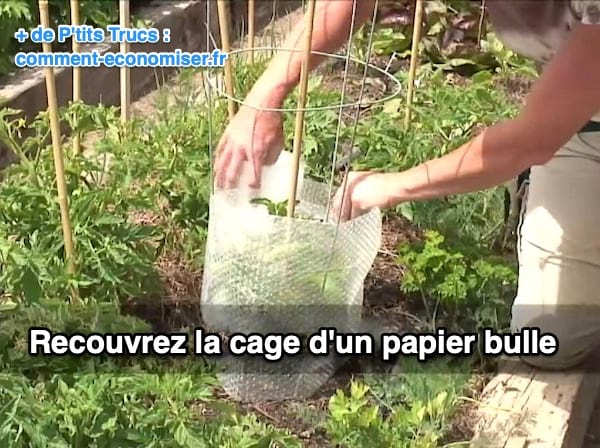 protéger les jeunes pieds de tomate du vent