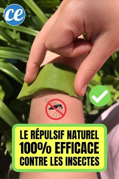 L'aloe vera est un répulsif naturel et 100% contre les insectes