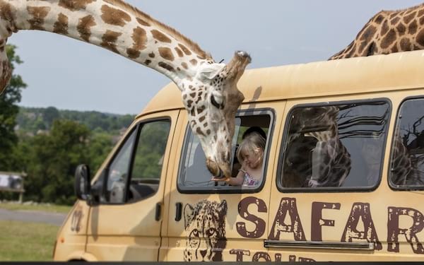 Un safari au Kenya avec des touristes qui nourrice une girafe