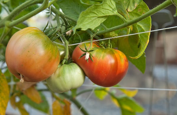 Des tomates pas encore mûres en train de pousser