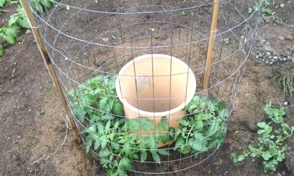 tuteur tomate en rond avec grillage