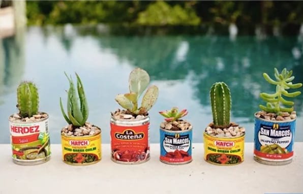 transformer des boites de conserve en jardin tropical