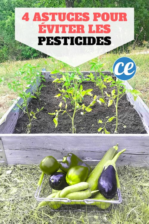 4 astuces efficaces pour éviter les pesticides dans les fruits et les légumes