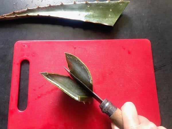 comment couper l'aloe vera en deux