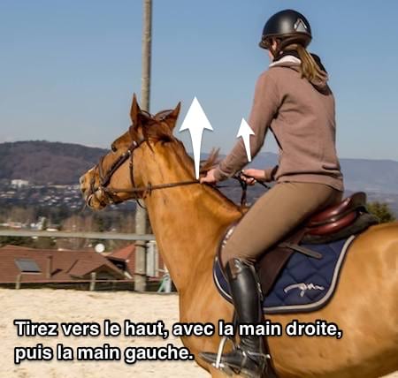 tirez les rênes alternativement vers le haut cheval emballé 