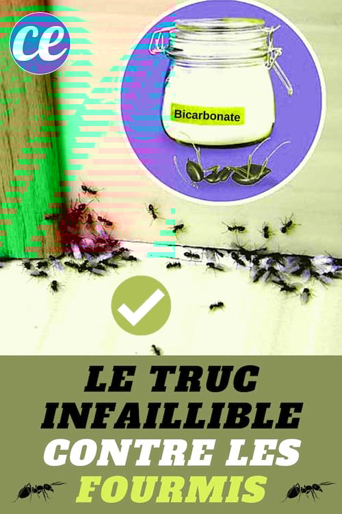 Comment se débarrasser des fourmis à la maison avec du bicarbonate et du sucre
