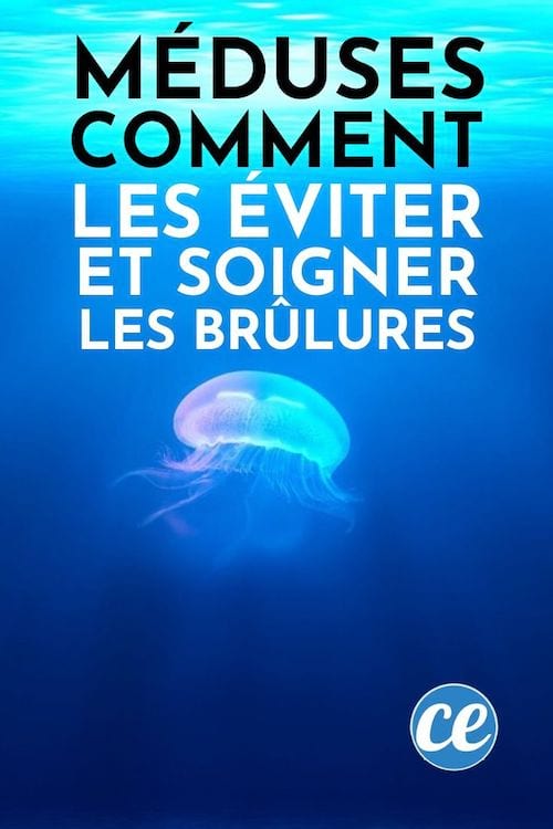 Comment éviter les méduses à la plage et soigner les piqûres de méduse.